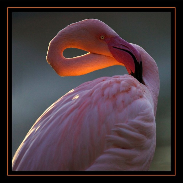flamingo0001.jpg