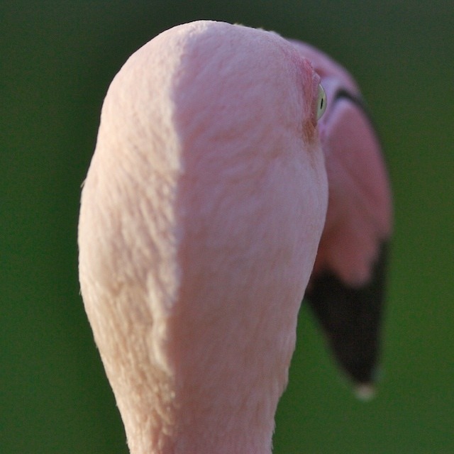 flamingo0006.jpg